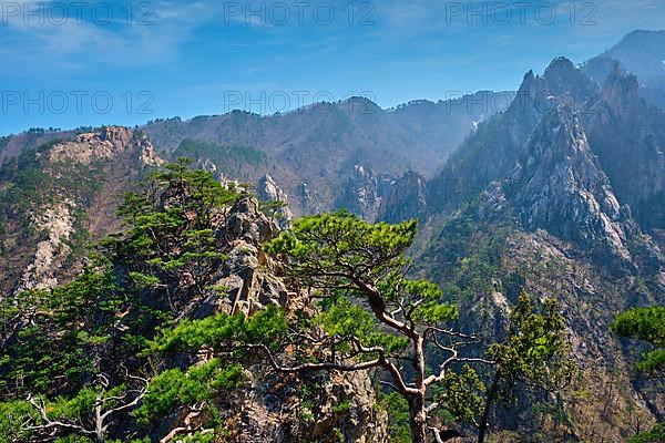 Pine tree and rock cliff at Towangpok Observatory viewpoint