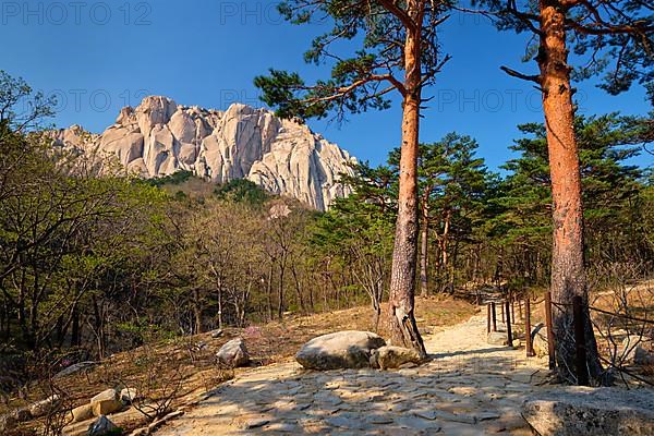 Ulsanbawi rock and hiking trail in pine trees forest in Seoraksan National Park