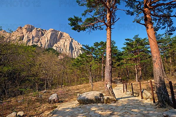 Ulsanbawi rock and hiking trail in pine trees forest in Seoraksan National Park