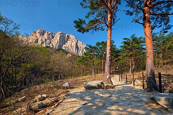 Ulsanbawi rock and hiking trail in pine trees forest in Seoraksan National Park