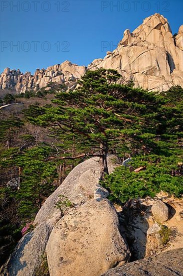 Ulsanbawi rock and pine trees in Seoraksan National Park