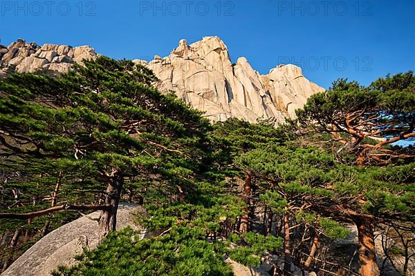 Ulsanbawi rock and pine trees in Seoraksan National Park