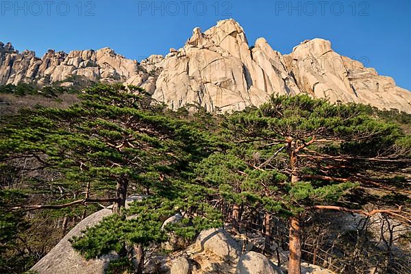 Ulsanbawi rock and pine trees in Seoraksan National Park