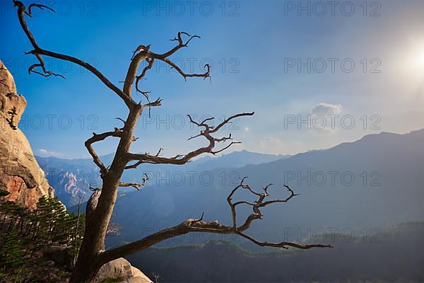 Dead pine tree in Seoraksan National Park on sunset