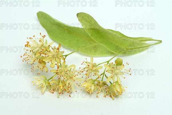 Lime blossoms of the large-leaved linden