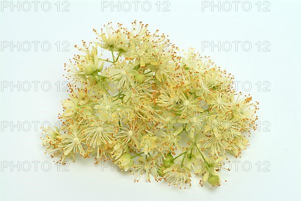 Lime blossoms of the large-leaved linden