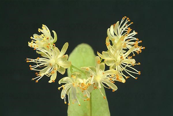 Lime blossoms of the large-leaved linden