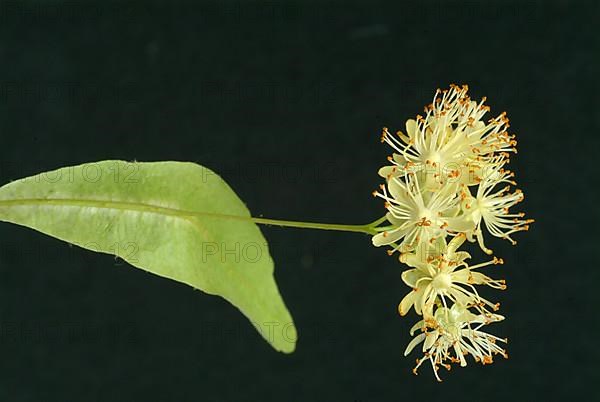 Lime blossoms of the large-leaved linden