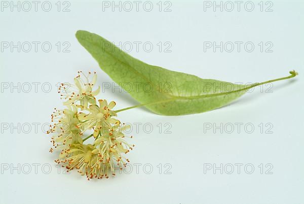 Lime blossoms of the large-leaved linden