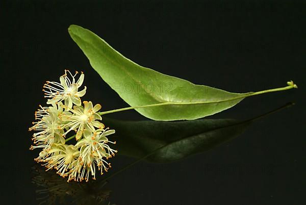 Lime blossoms of the large-leaved linden