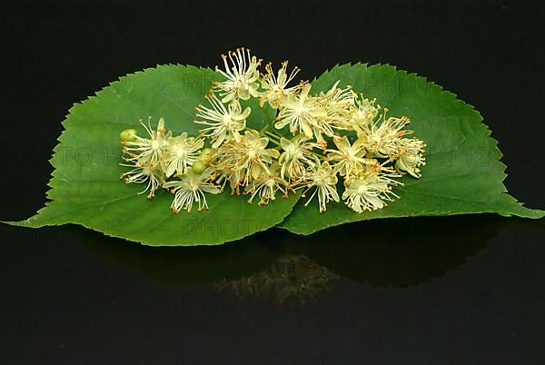 Lime blossoms of the large-leaved linden