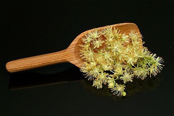 Lime blossoms of the large-leaved linden