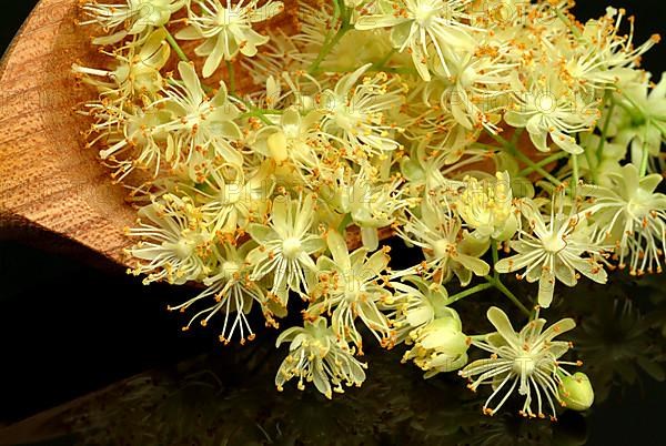 Lime blossoms of the large-leaved linden