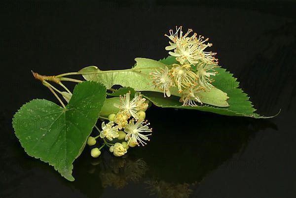 Lime blossoms of the large-leaved linden