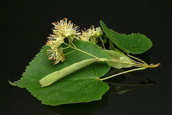 Lime blossoms of the large-leaved linden