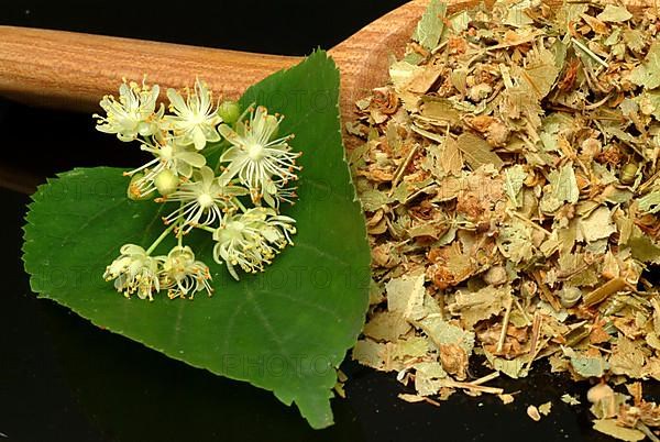 Lime blossoms of the large-leaved linden