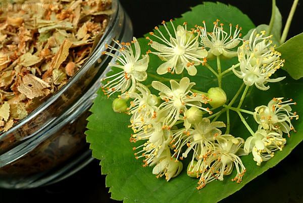 Lime blossoms of the large-leaved linden