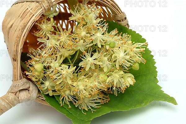 Lime blossoms of the large-leaved linden