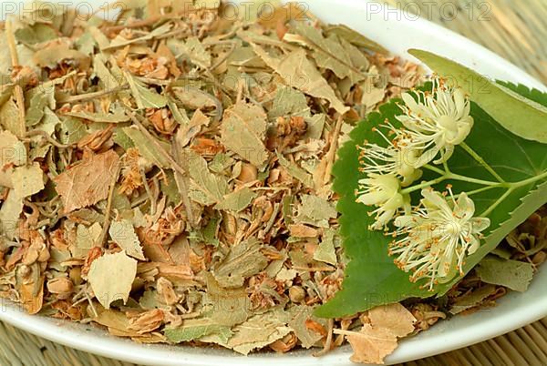 Lime blossoms of the large-leaved linden