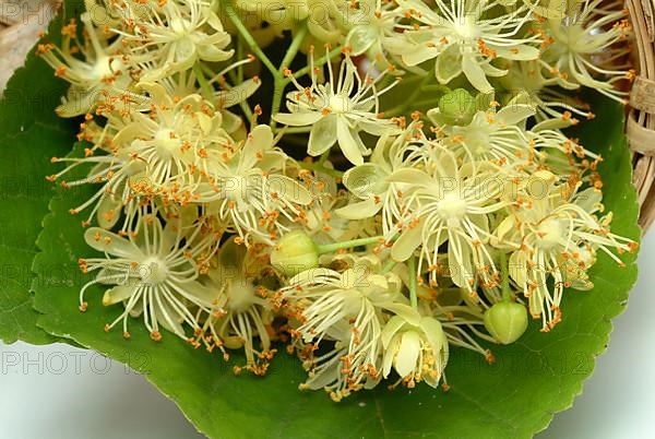 Lime blossoms of the large-leaved linden