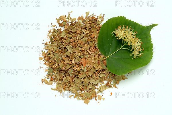 Lime blossoms of the large-leaved linden