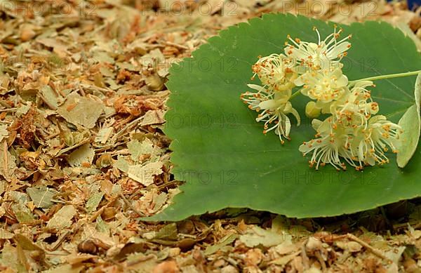 Lime blossoms of the large-leaved linden