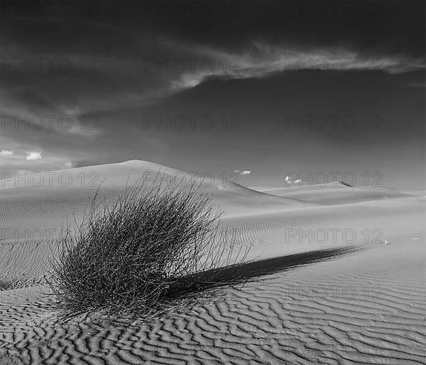 Dunes of Thar Desert. Sam Sand dunes