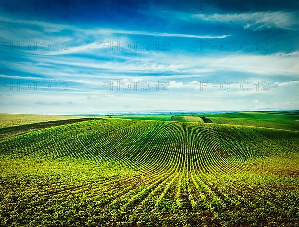 Vintage retro effect filtered hipster style image of Rolling fields of Moravia