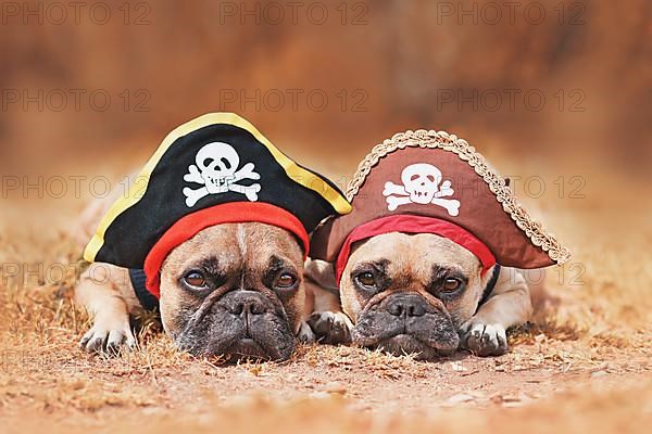 French Bulldog dogs wearing Halloween pirate costume hats