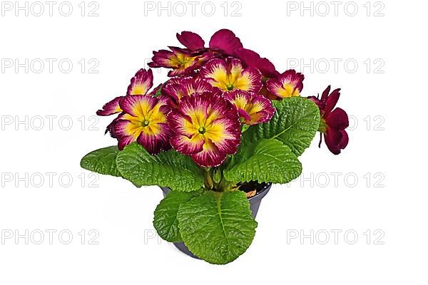 Dark pink and yellow 'Primula Acaulis' primrose flowers in pot on white background