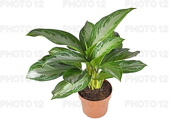 Tropical 'Aglaonema Silver Bay' houseplant with silver pattern in flower pot on white background
