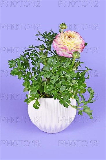 Blooming 'Ranunculus Asiaticus' plant with pink flowers in white pot on violet background