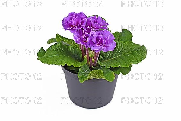 Purple double primrose in flower pot on white background