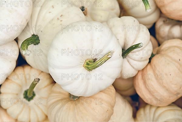 Top view of small white Baby Boo pumpkin in pile