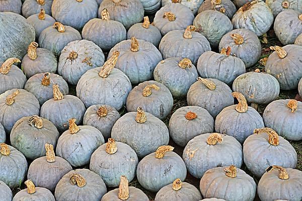 Many blue Kuri squashes with pale bluish skin