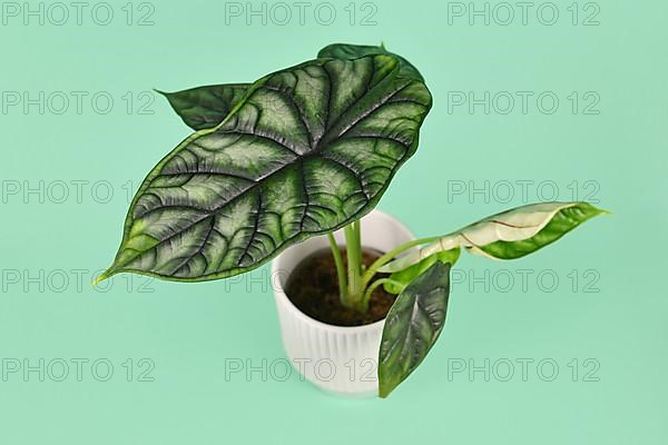 Ecotic 'Alocasia Baginda Dragon Scale' houseplant in flower pot on mint green background
