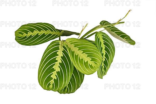 Green veined exotic Maranta Leuconeura Lemon Lime houseplant in flower pot isolated on white background