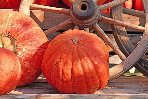 One large orange Halloween pumpkins next to old wooden cart wheel