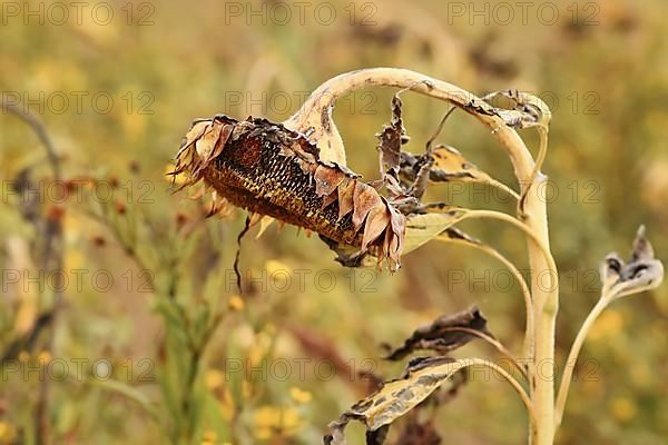 Withered and rotting sunflower with black and missing seeds