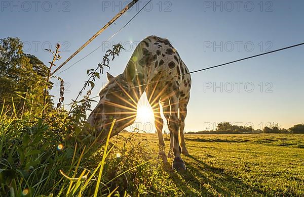 Close-up of a horse at sunset with sun star