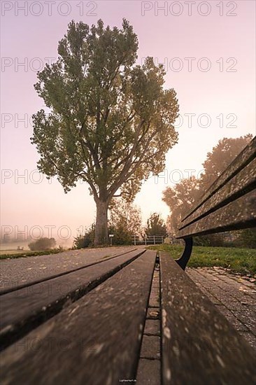 Morning on the bench by the old poplar tree