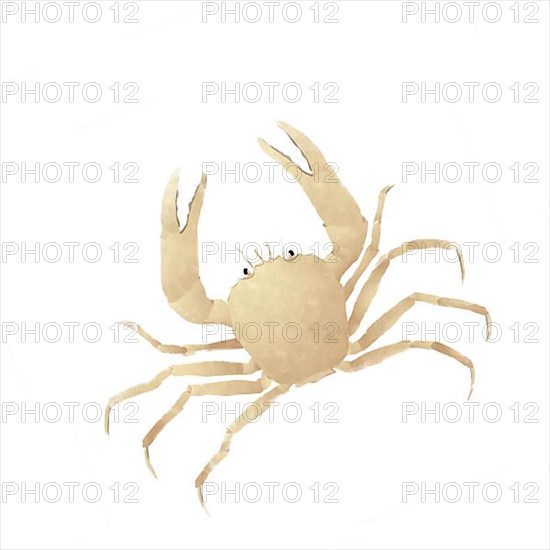 Watercolor style drawing of a sand crab against white background