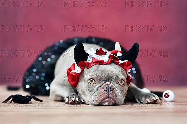 Lilac French Bulldog dog wearing red devil horn headband with ribbon and black tutu in front of red background