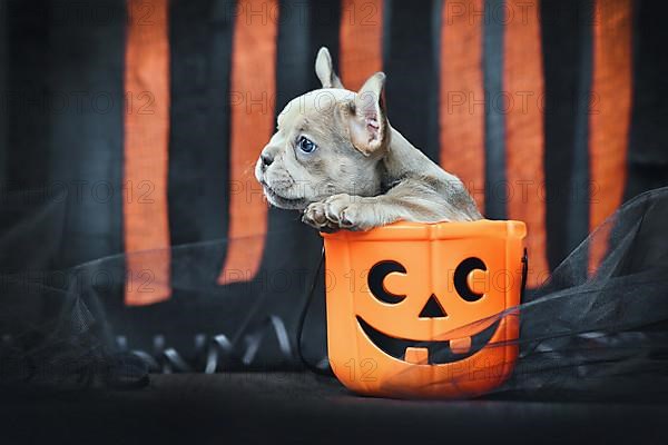 French Bulldog dog puppy sitting in spooky Halloween trick or treat basket in front of black and orange paper streamers