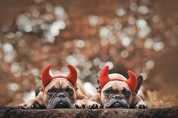 Pair of Halloween French Bulldog dogs wearing red devil horns costume headbands with copy space