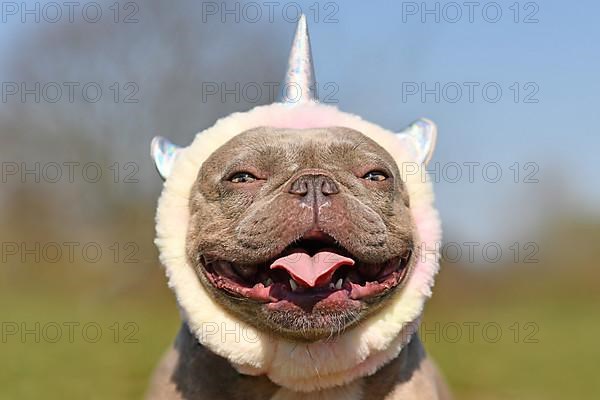 Portrait of smiling French Bulldog dog wearing cute costume unicorn headband