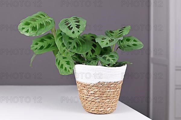 Exotic Maranta Leuconeura Kerchoveana houseplant in basket pot on table in front of gray wall