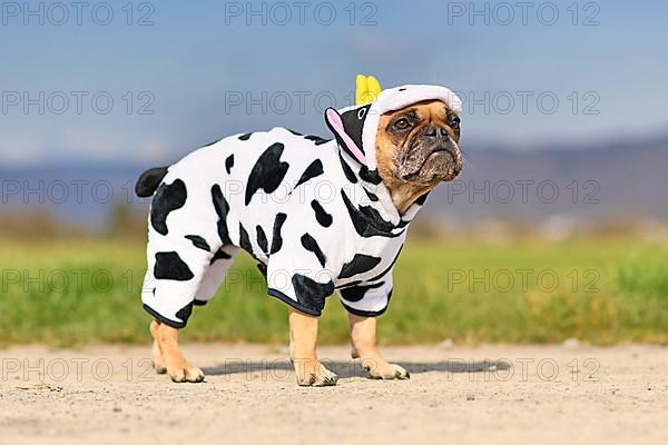 Funny French Bulldog dog wearing a funny Halloween cow costume