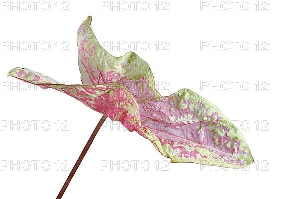 Curios leaf of a pink and yellow translucent exotic Caladium Seafoam Pink houseplant on white background