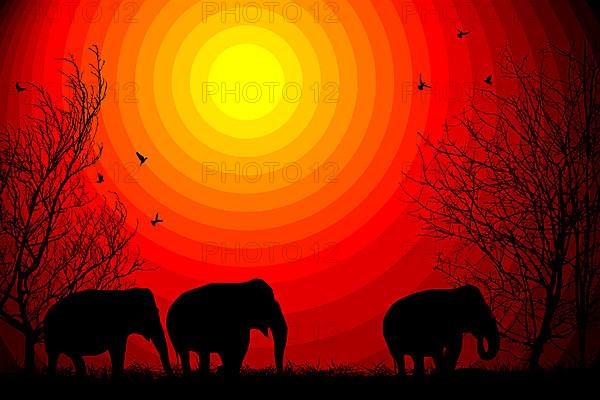 Elephants and trees silhouettes on a African sunset background